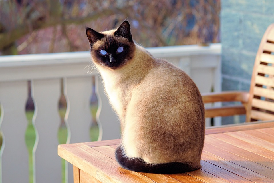 Makanan Kucing Homemade Murah Ini Bisa Kamu Buat Sendiri Di Rumah! Simak Cara Membuatnya Disini