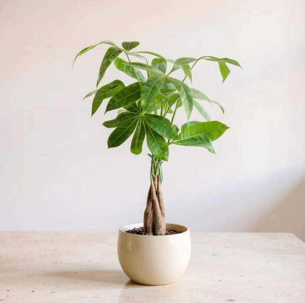 Sambut Tahun Baru 2026! Ini Tanaman Pembawa Hoki yang Wajib Ada di Rumah