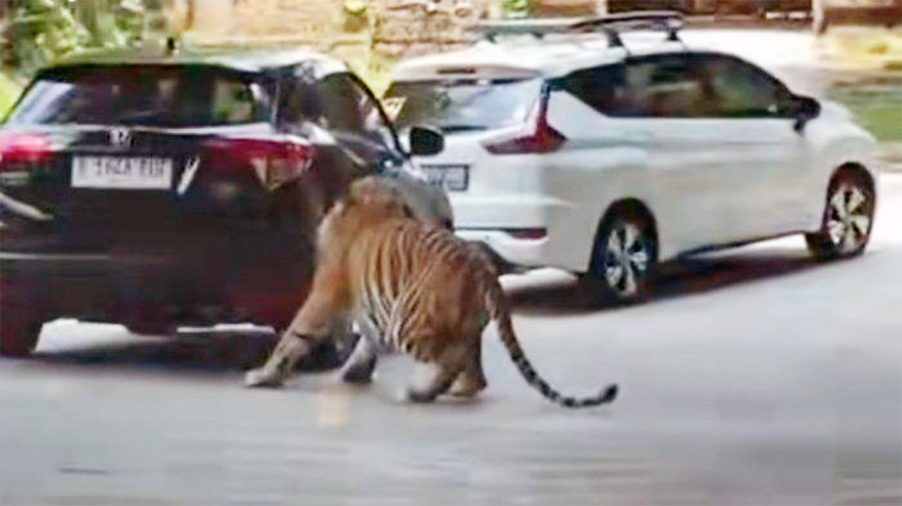 Viral Harimau Gigit Ban Mobil di Taman Safari, Langsung Sobek dan Meledak, Penumpang Dipastikan Aman