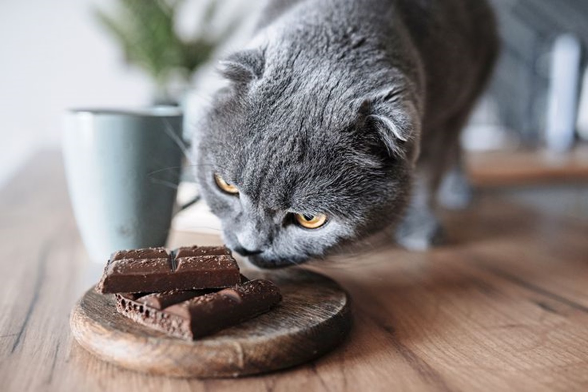 Awas Jangan Sering Diberikan! Ini 10 Makanan yang Dapat Mengancam Kesehatan Kucing Kesayangan Anda