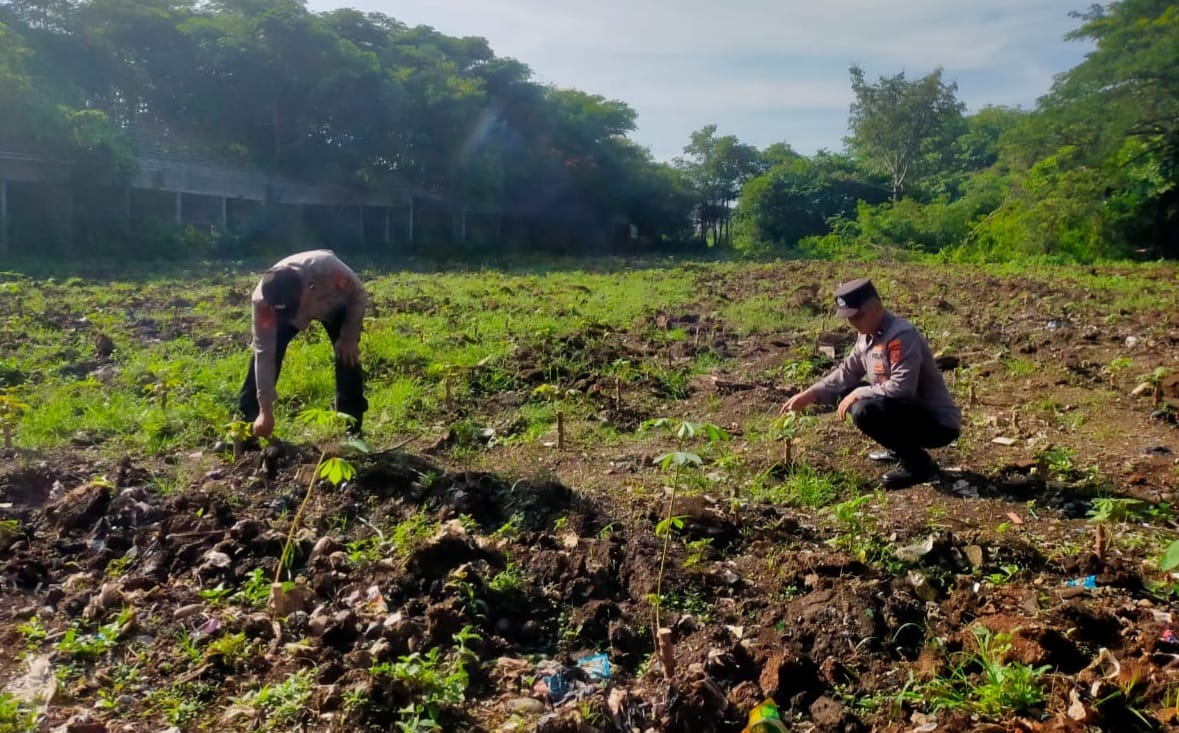 Dukung Ketahanan Pangan Nasional Polsek Haurgeulis Sulap Lahan Tidur Jadi Produktif