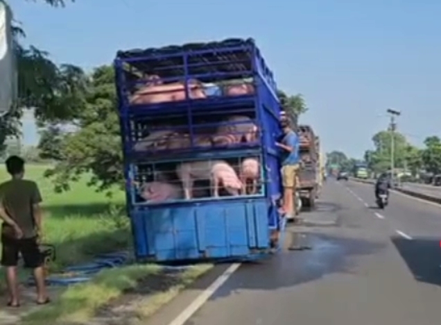 Aktivitas Memandikan Babi di Pinggir Jalan Pantura Bikin Resah Warga: Sawah Terkontaminasi Najis!