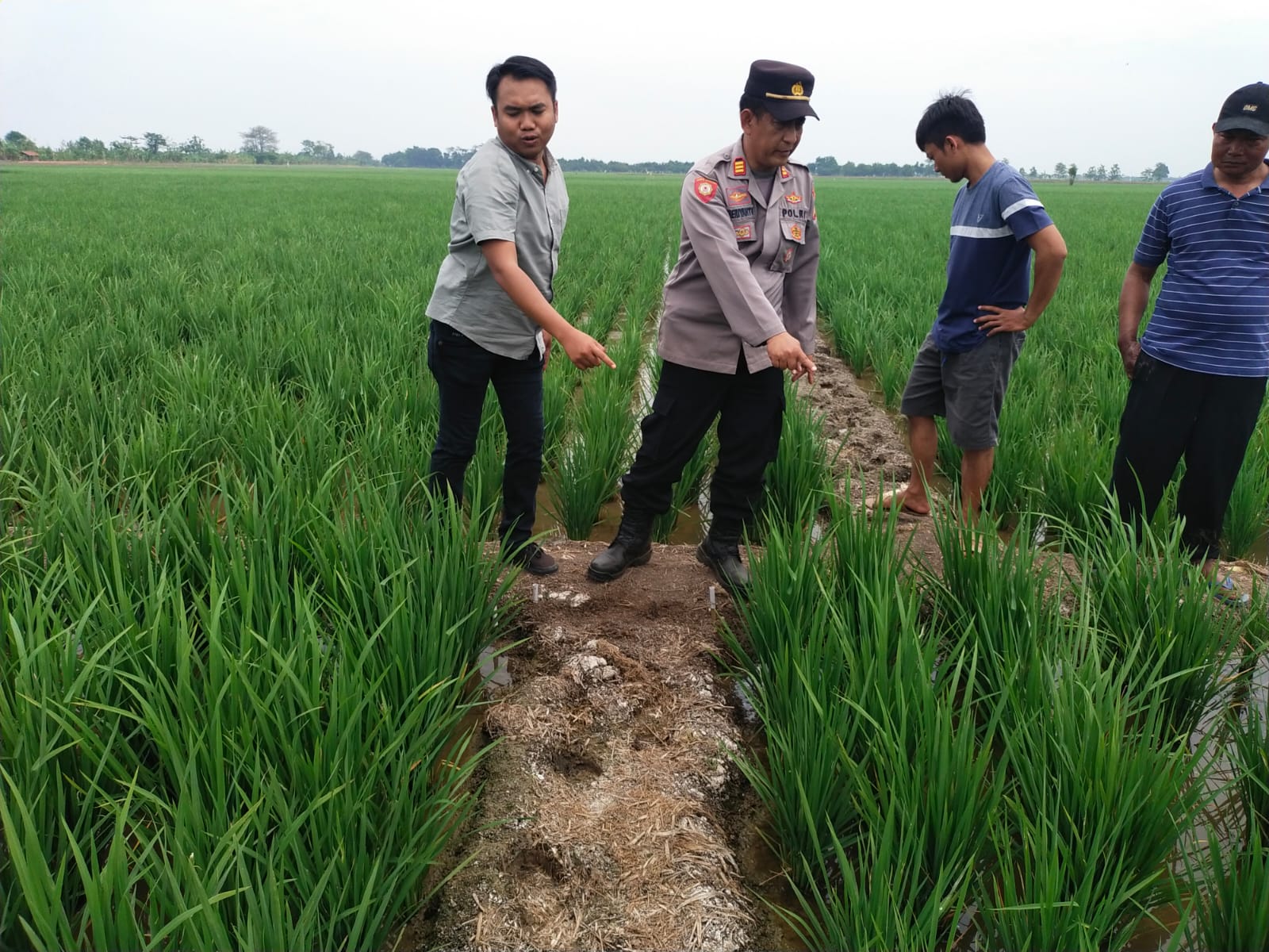 NAAS! Dua Petani Tewas Kesetrum Jebakan Tikus