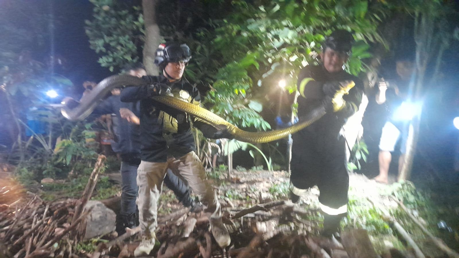 Petugas Damkar Tangkap Seekor ULar Lanang Panjang 4 Meter di Cidahu