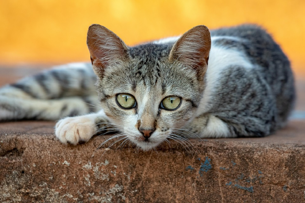 Tutorial Membuat Makanan Kucing Homemade Ini Bisa Meningkatkan Daya Tahan Anabul Di Musim Hujan!