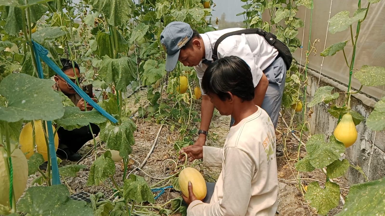 Wisata Petik Melon Berikan Pengalaman Panen Langsung dari Kebun