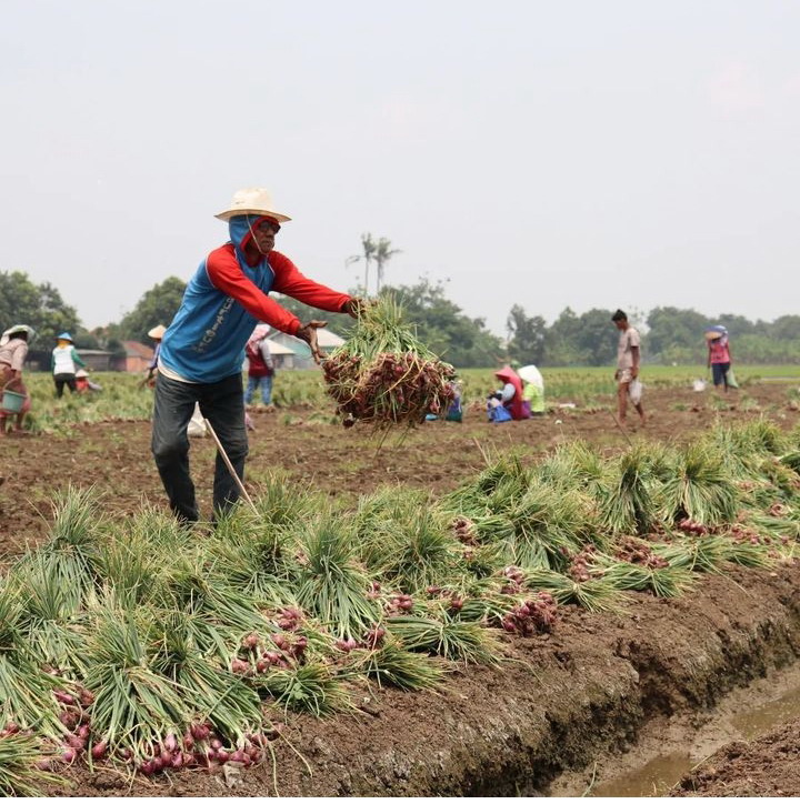 Wawas dengan Banjir, Petani Bawang Merah Bersiap Panen Dini