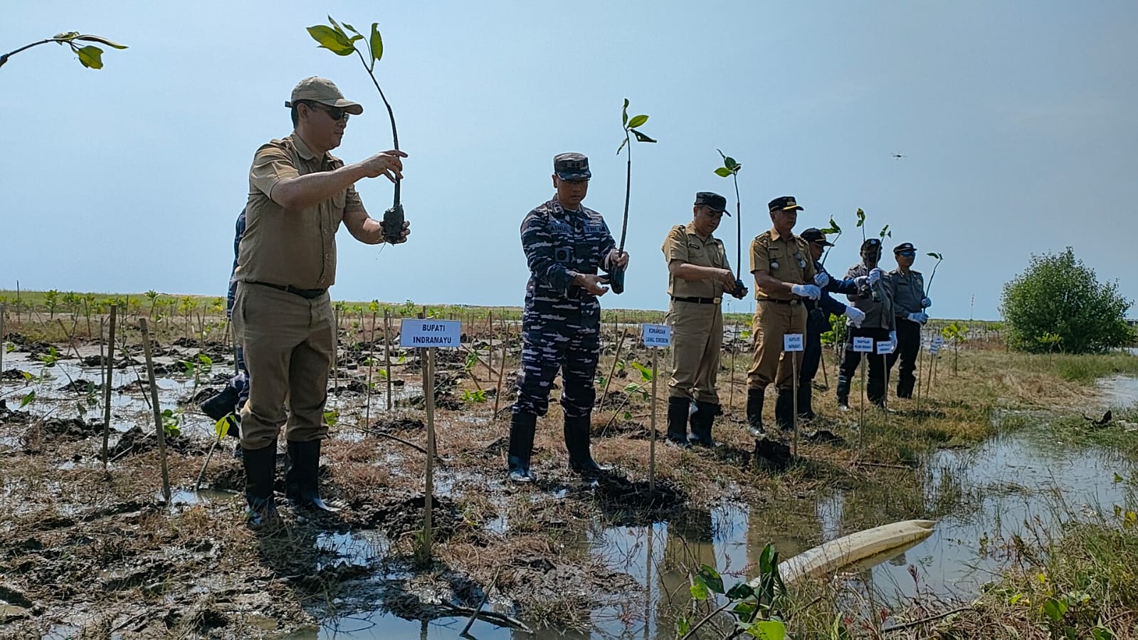 Hari Mangrove Sedunia, TNI AL Cirebon Tanam Mangrove Di Kawasan Pesisir Indramayu 