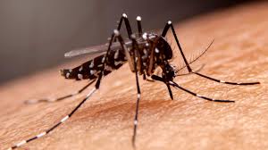 Kemenkes Targetkan Penyebaran Nyamuk Wolbachia Upaya Menurunkan Kasus DBD