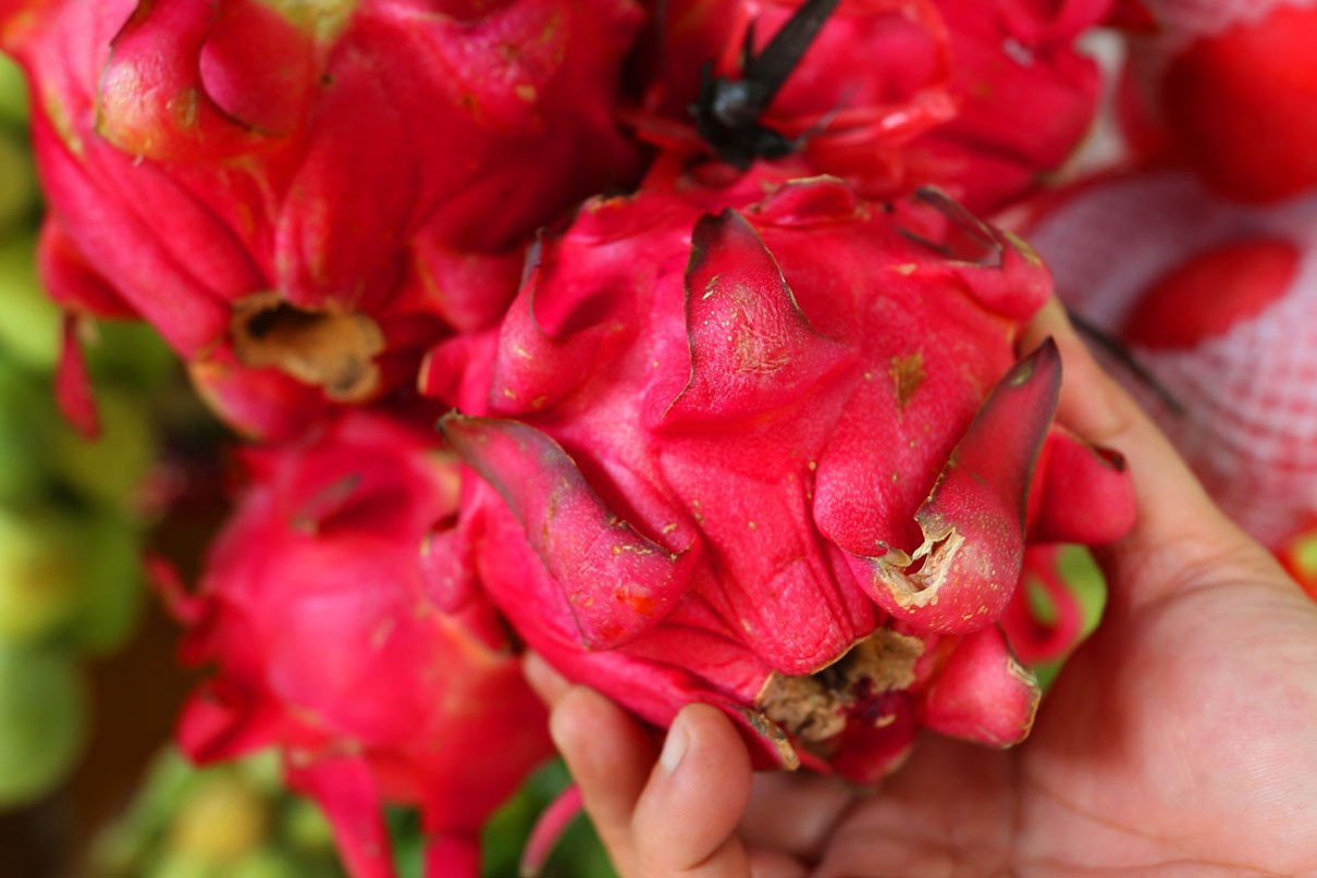 Hati-Hati! Makan Buah Naga Berlebihan Efeknya Banyak Lho