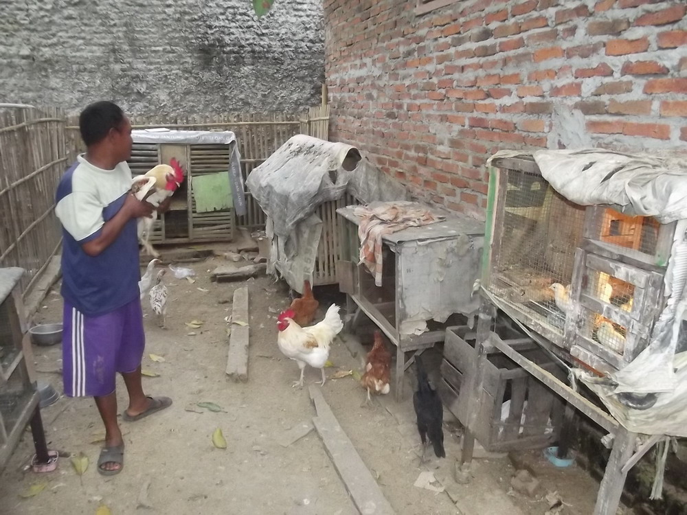 Jelang Puasa Peternak Ayam Kampung Banjir Pesanan