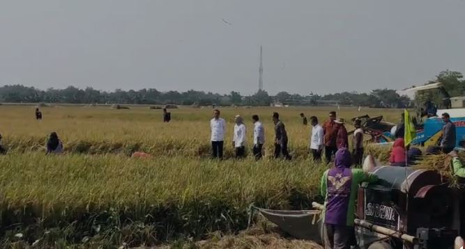 Tiba di Lokasi, Bupati Nina Dampingi Presiden Jokowi Langsung Turun ke Sawah Lihat Petani Panen Padi