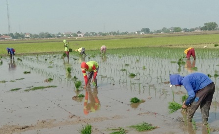 Jaga Lumbung Padi Nasional, Petugas PPL Masif Dampingi Petani saat Musim Tanam Padi