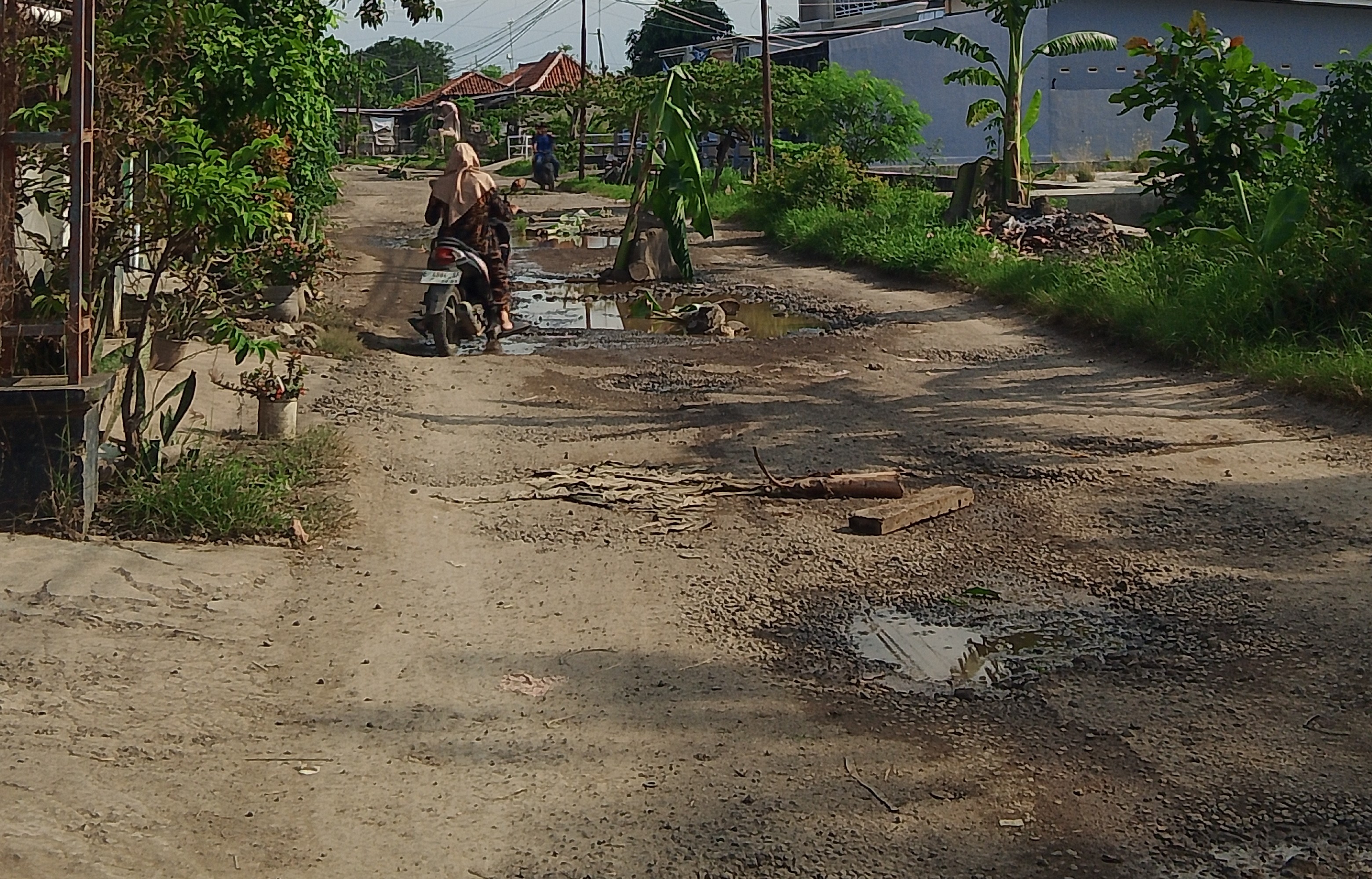 Jalan Rusak Ditanami Pohon Pisang, Warga Desa Pondoh Harapkan Perhatian dari Pemkab Indramayu