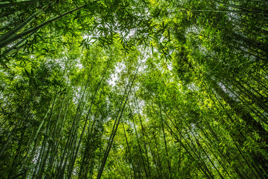 Inovasi Energi Terbarukan! Bambu Ternyata Bisa Jadi Bahan Bakar Alternatif dan Kurangi Emisi Karbon