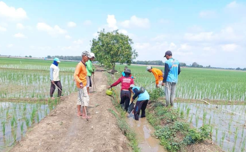 Petani Bersama POPT Secara Swadaya Gropyokan Hama Tikus