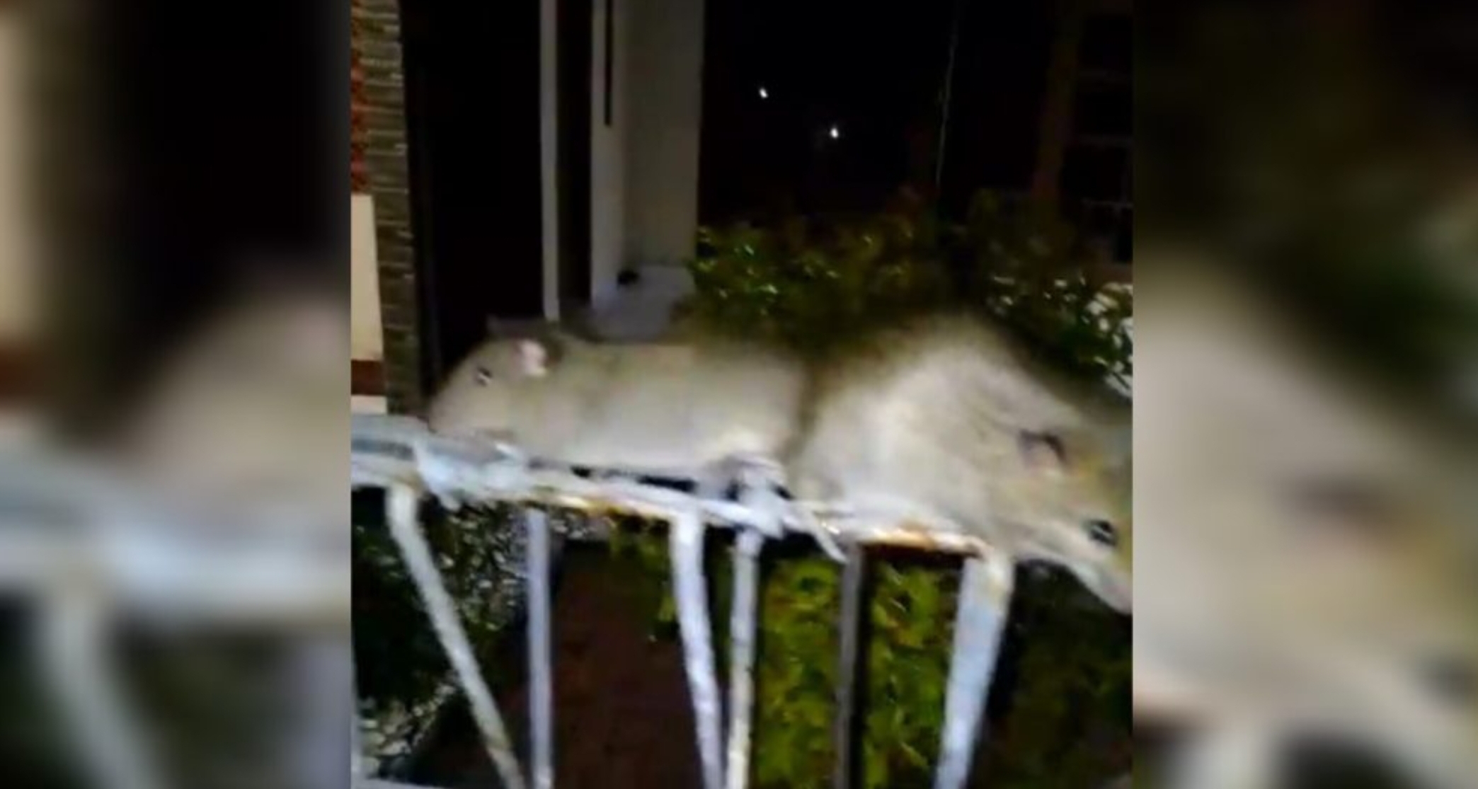 VIRAL! Ratusan Tikus Permukiman Warga di Karawang, Muncul 2 Hari Berturut-turut, Ada Fenomena Apa?