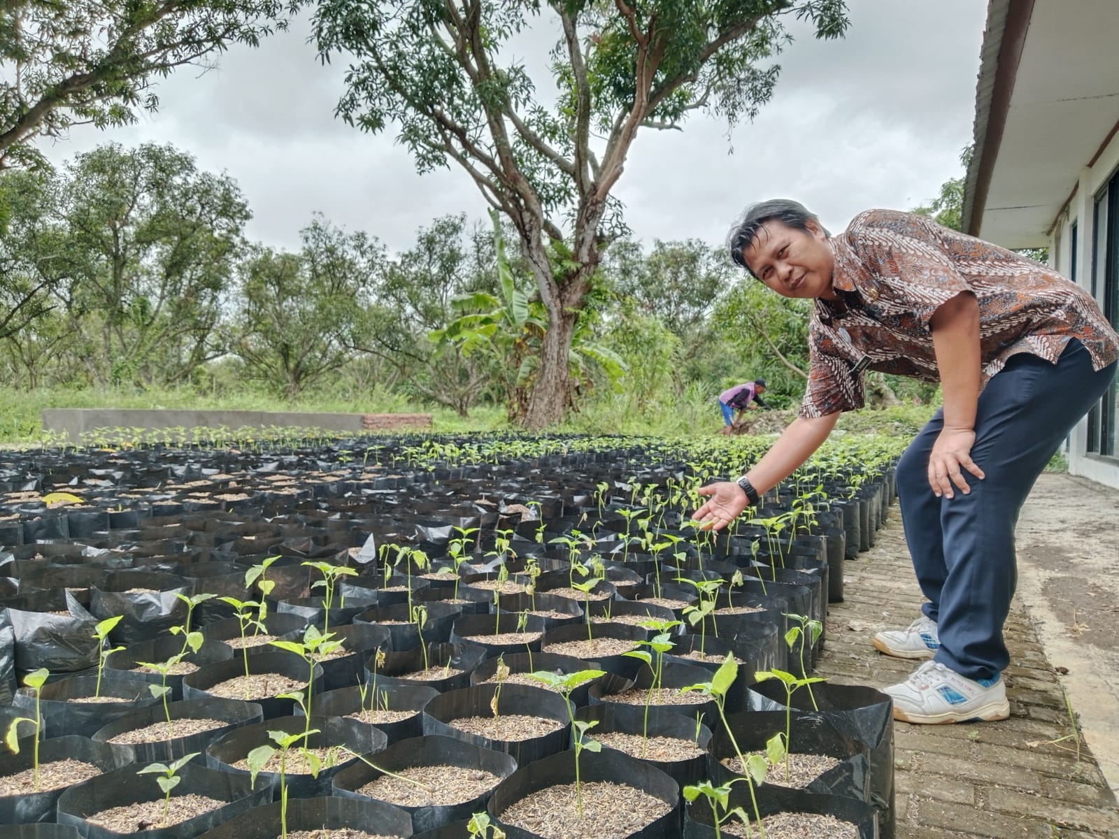 Kendalikan Inflasi Daerah, DKPP Kabupaten Indramayu Canangkan Gerakan Tanam Cabai