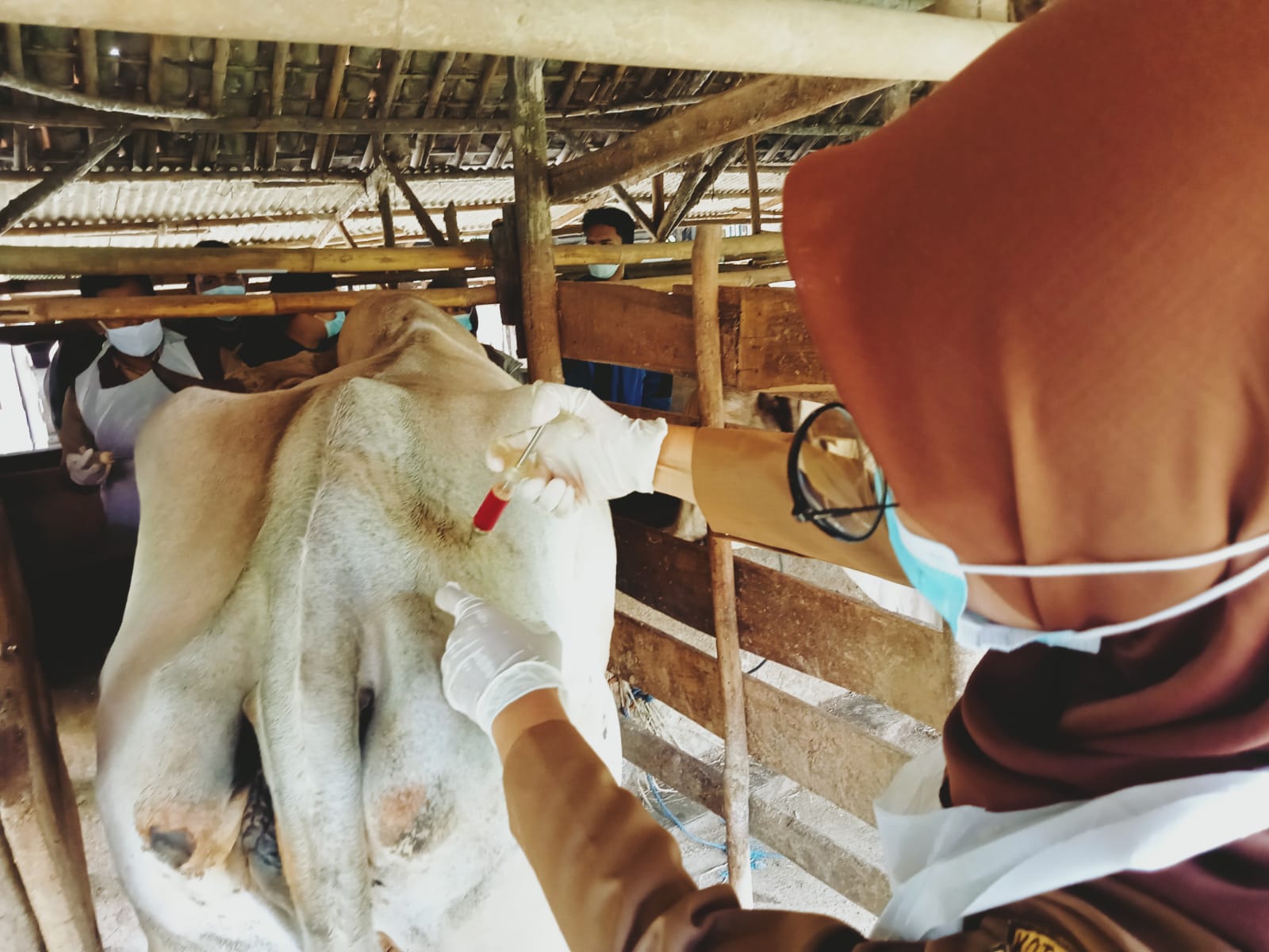 Antisipasi PMK, DKP3 Kota Cirebon Tingkatkan Pengawasan Terhadap Hewan Ternak