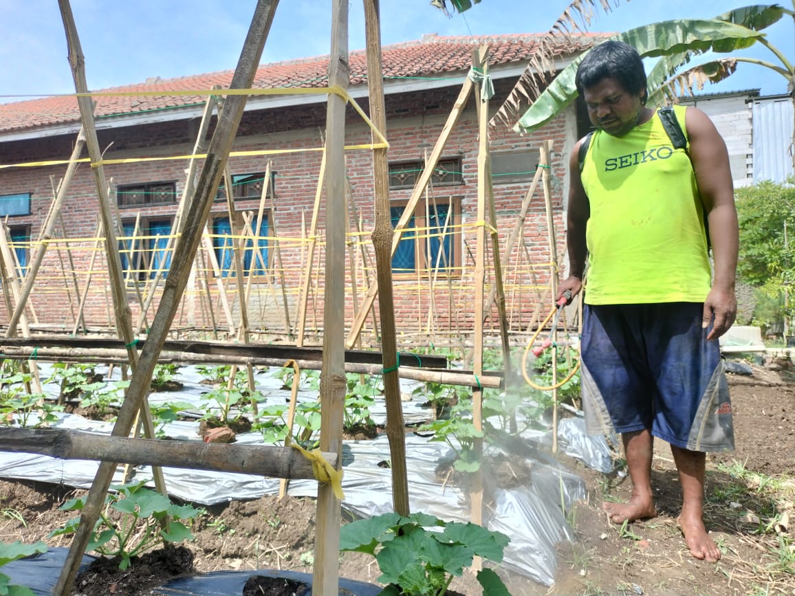 Dukung Program Bupati, Petani Juntikebon Tanam Sayuran dan Buah Melon di Pekarangan