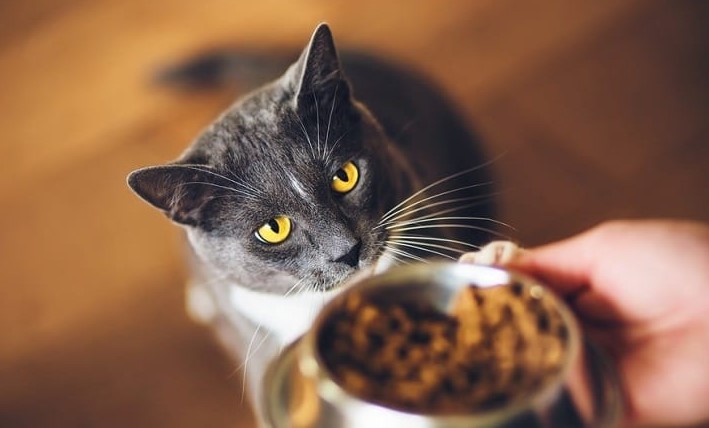 Kenapa Kucing Selalu Lapar dan Meminta Makan Terus? Simak 4 penjelasannya disini!