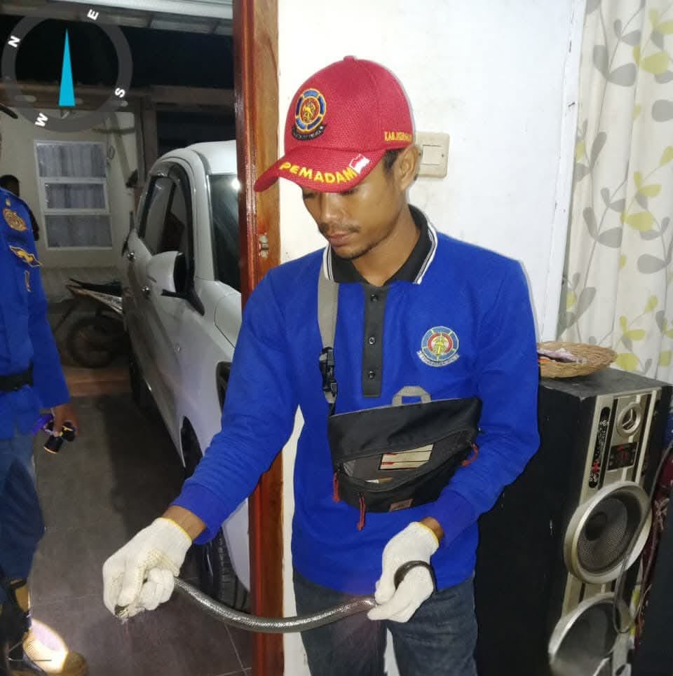 NGERI! Dini Hari Ada Ular Kobra di Rumah Warga, Langsung Dievakuasi Damkar