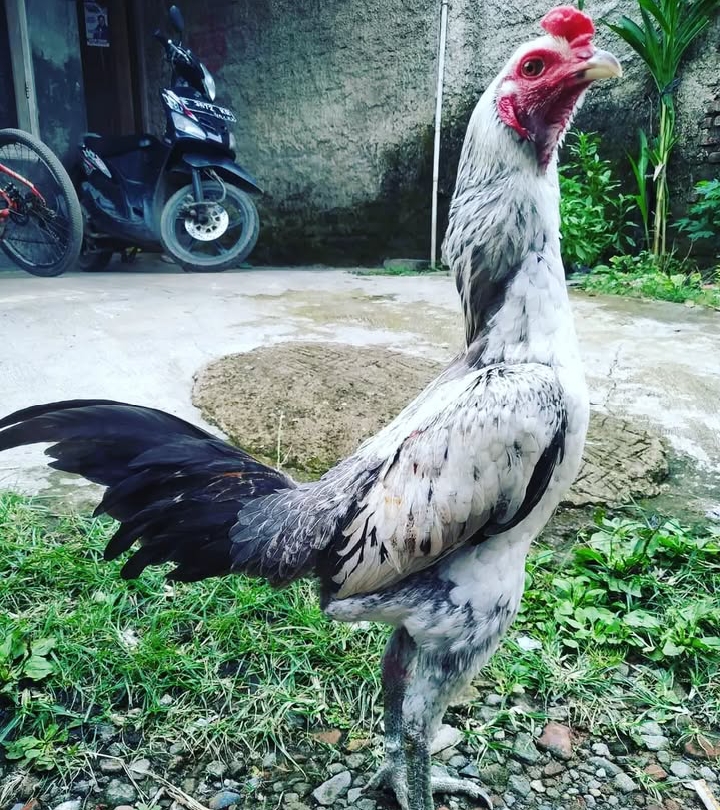 Mengenal Ayam Bulbi, Ayam Petarung Unggulan dari Thailand