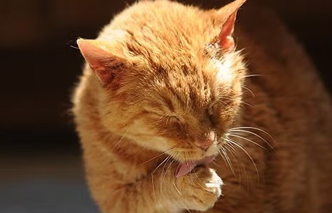 Rambut Anabul Tiba-tiba Rontok? Berikut 5 Alasan Kenapa Rambut Kucing Tiba-tiba Rontok, yang Wajib Diketahui!