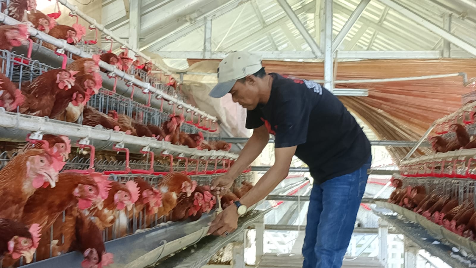 Inspiratif, Kuwu Carnita Budidaya Ayam Petelur Perhari Bisa Untung Rp 300 Ribu