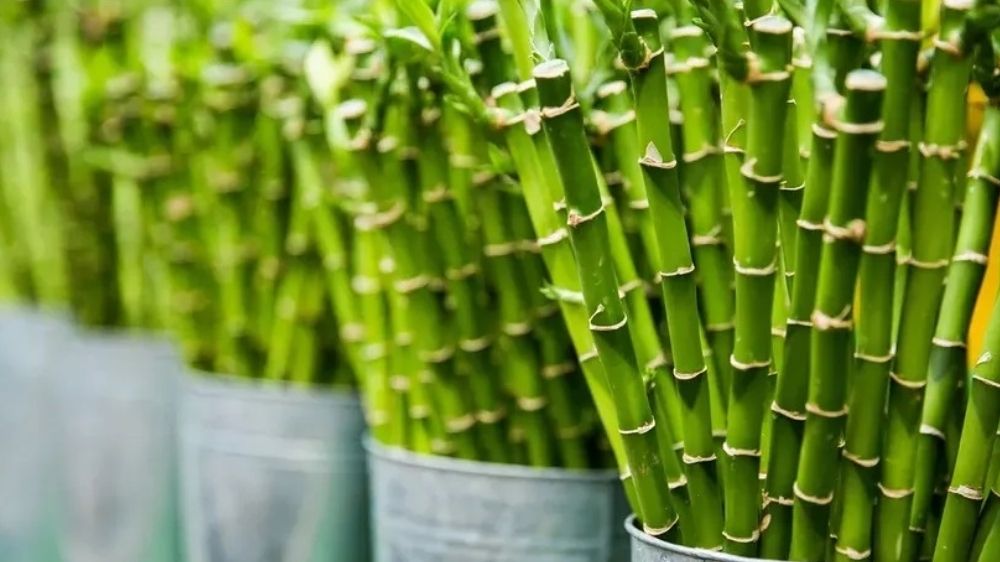 Mengejutkan! Bambu Bisa Jadi Sumber Energi Terbarukan Super Efisien, Begini Cara Kerjanya dan Manfaatnya