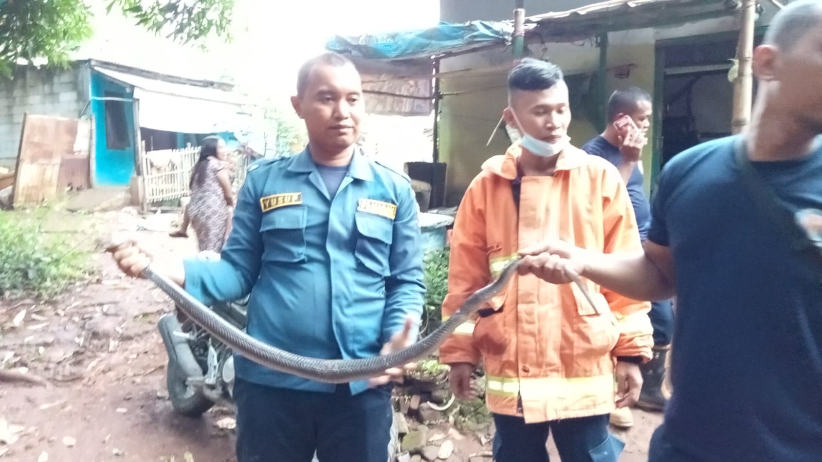 Bersembunyi di Dalam Rumah, Evakuasi Ular Cobra Gegerkan Warga Kalitanjung Cirebon