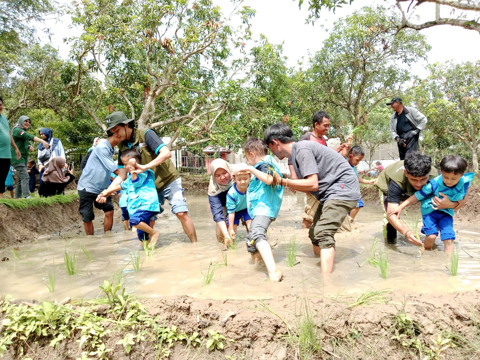 Puluhan Siswa RA Sekolah Alam Indramayu Tanam Padi di Balai Benih Hortikultura Jatibarang