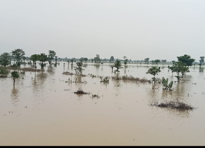 40 Hektare Areal Sawah di Desa Panyingkiran Terendam Banjir, Akibat Sungai Cibuaya Meluap