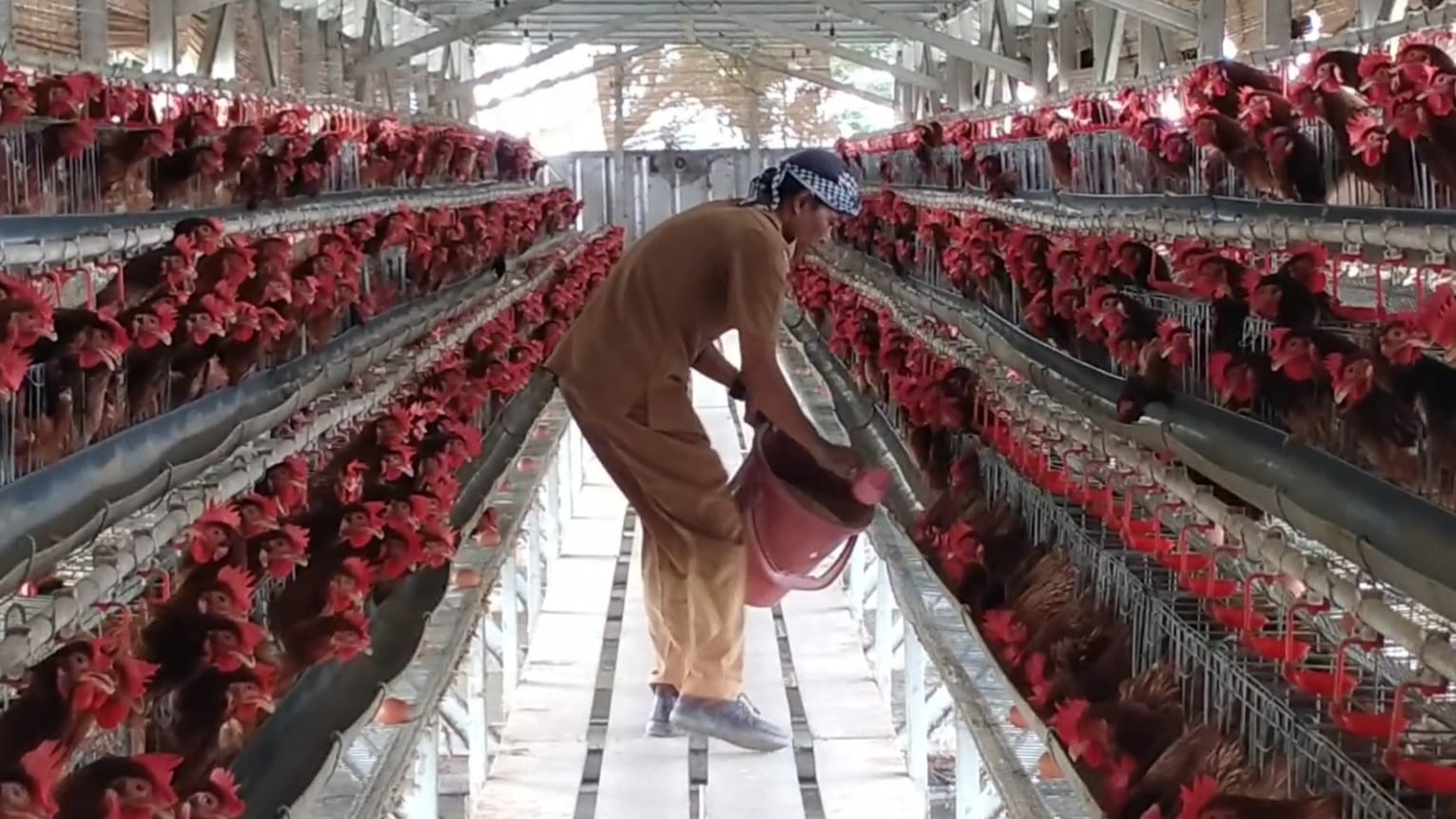 Dari Ternak Ayam Petelur, Carnita Bisa Raup Jutaan Rupiah per Hari