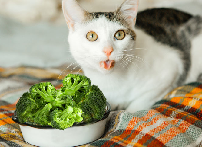 Tidak Bikin Anabul Keracunan, 7 Macam Sayuran Sehat untuk Kucing, Cocok Dibikin Jadi Makanan Kucing Homemade