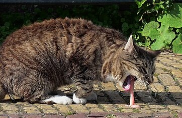 Anabul Sering Muntah Abis Makan? Berikut 5 Penyebab Kucing Muntah yang Jarang Disadari Pemilik Kucing!