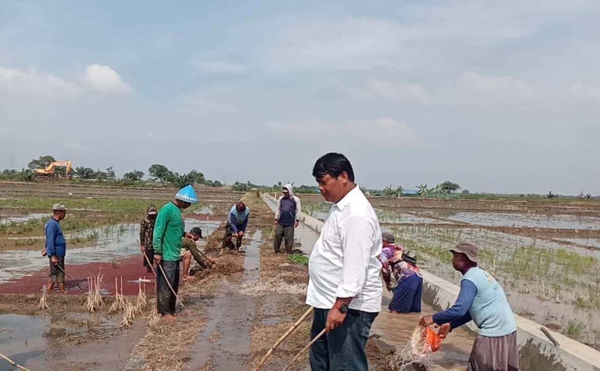 Masuki Musim Tanam Petani di Kecamatan Bangodua Bersih Saluran Irigasi