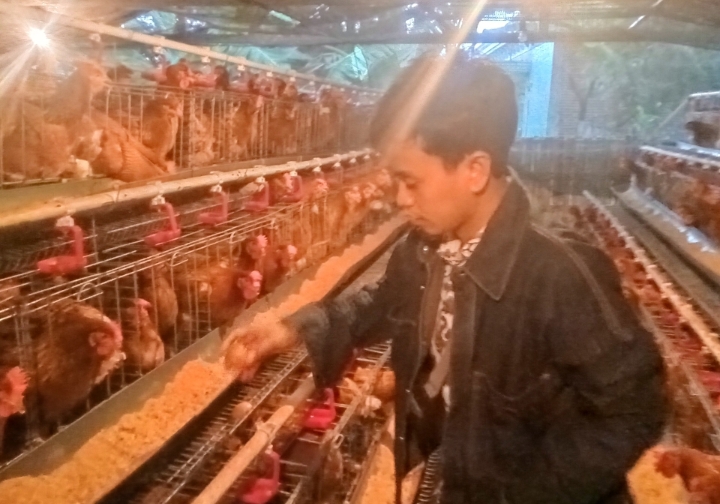 Optimisme Bisnis Ayam Petelur Hidupkan Ekonomi Keluarga 