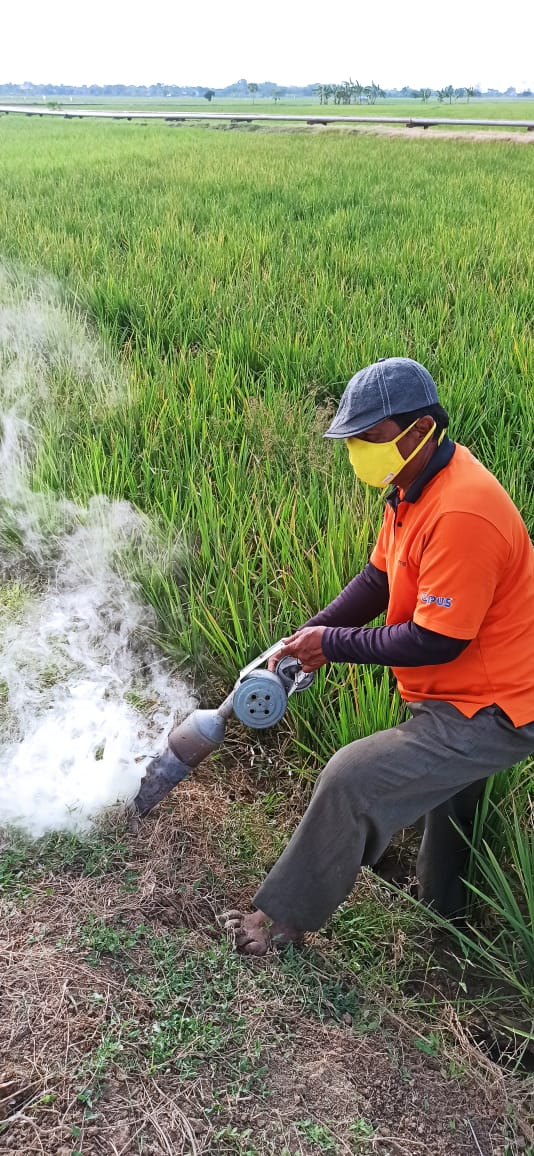 Basmi Tikus, Petani Butuh Bantuan Alpostik