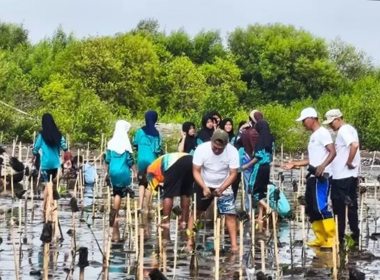 Cegah Abrasi, Belasan Ribu Bibit Mangrove di Pesisir Indramayu