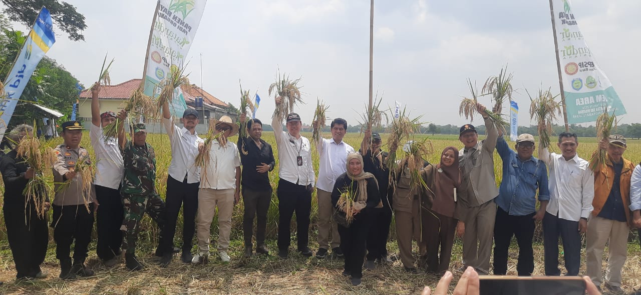 Panen Raya Padi Organik di Indramayu, BSIP Jawa Barat Targetkan Dalam 5 Tahun bisa Swasembada Pangan