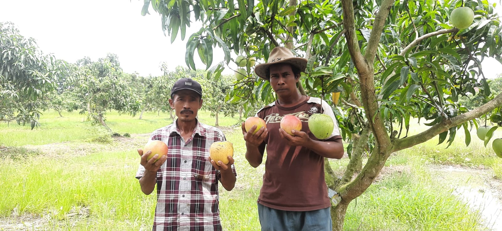 Mangoes Center Kembangkan Mangga Kualitas Unggul, Mampu Serap Emisi Karbon