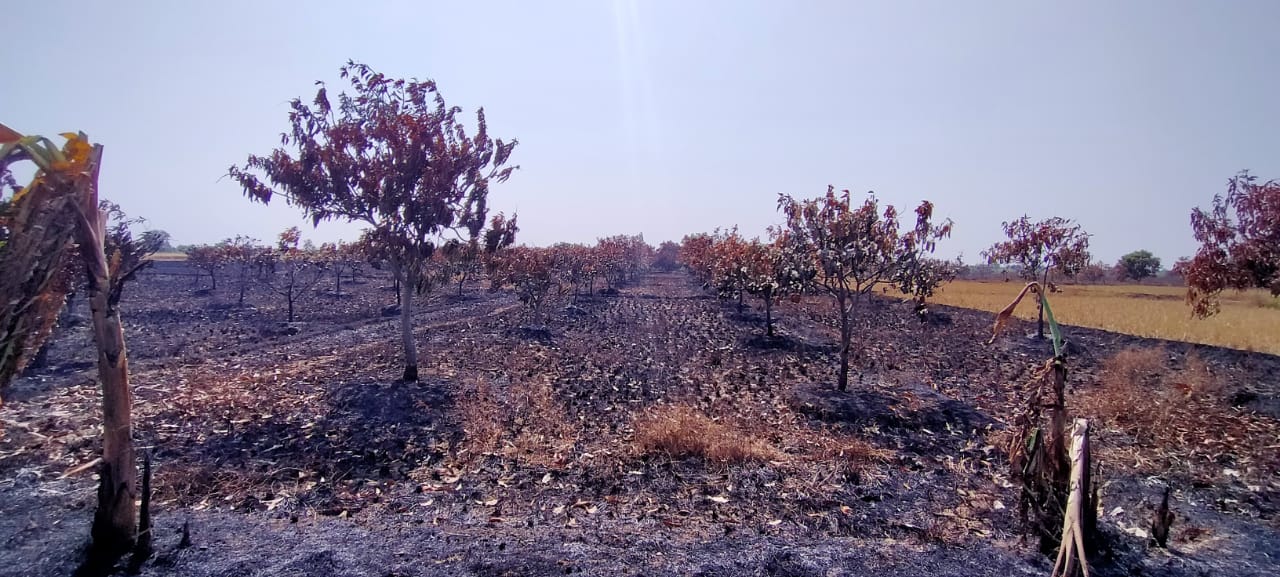 MIRIS! Kebakaran Lahan Hanguskan Ratusan Pohon Mangga