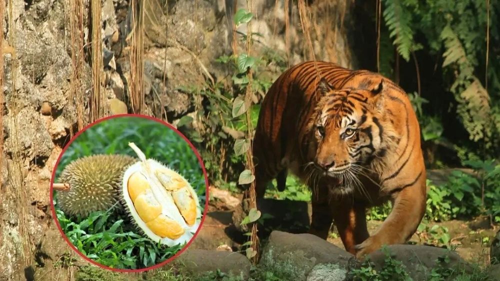 Siapa Sangka? Harimau Sumatra Ternyata Menyukai Durian Hutan Seperti Manusia, Bahkan Jadi Sumber Pangan Alamin