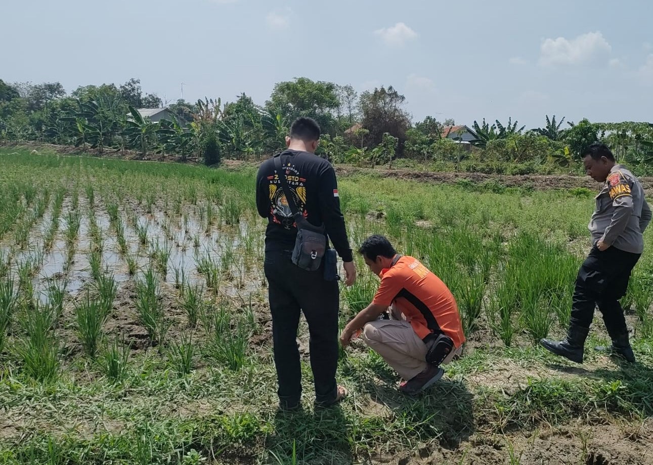 TAR Seorang Petani Gabuswetan Ditemukan Meninggal Akibat Tersengat Jebakan Tikus Berlistrik