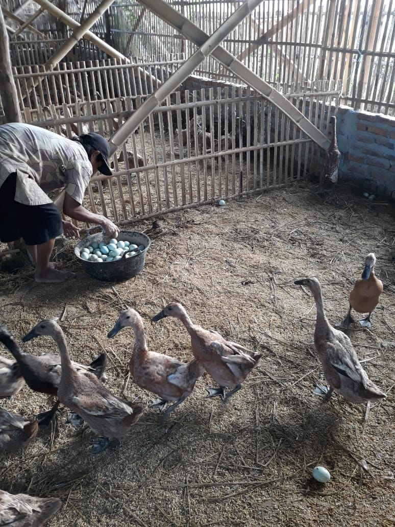 Pakan Mahal, Harga Telur Bebek Terkerek Naik