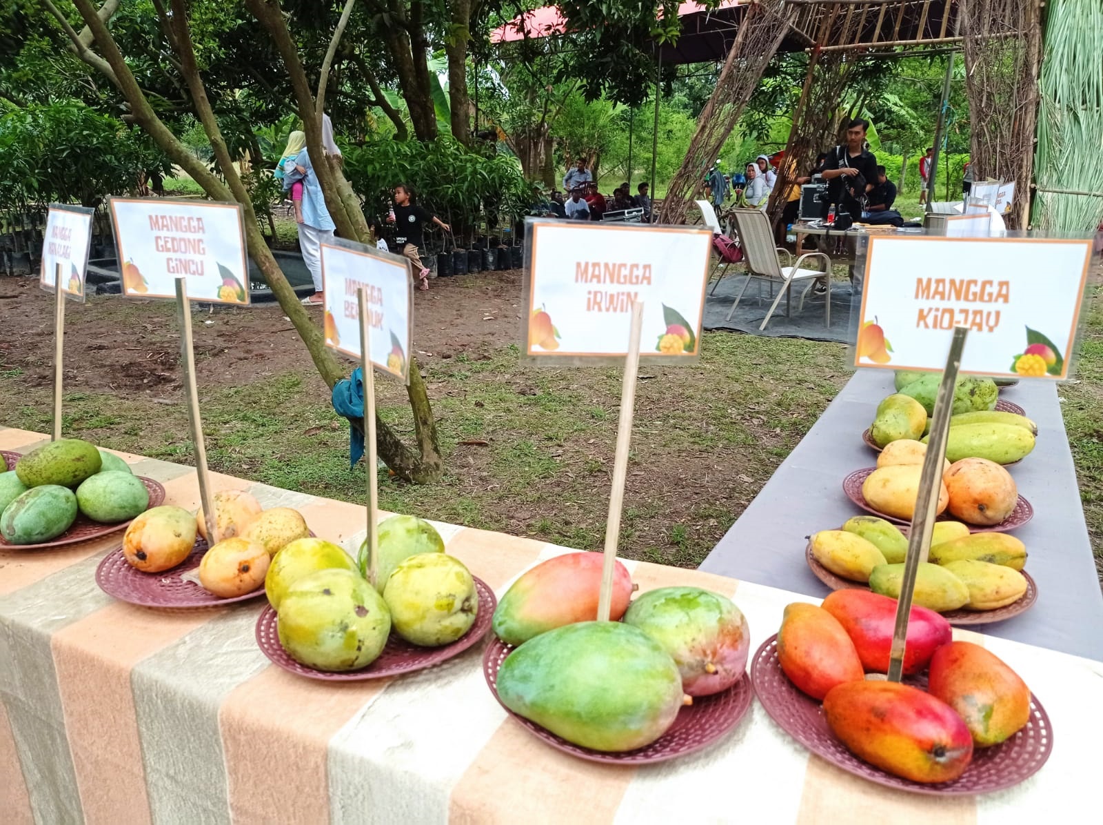 Pertama Kali Diadakan Festival Mangga di Desa Putridalem