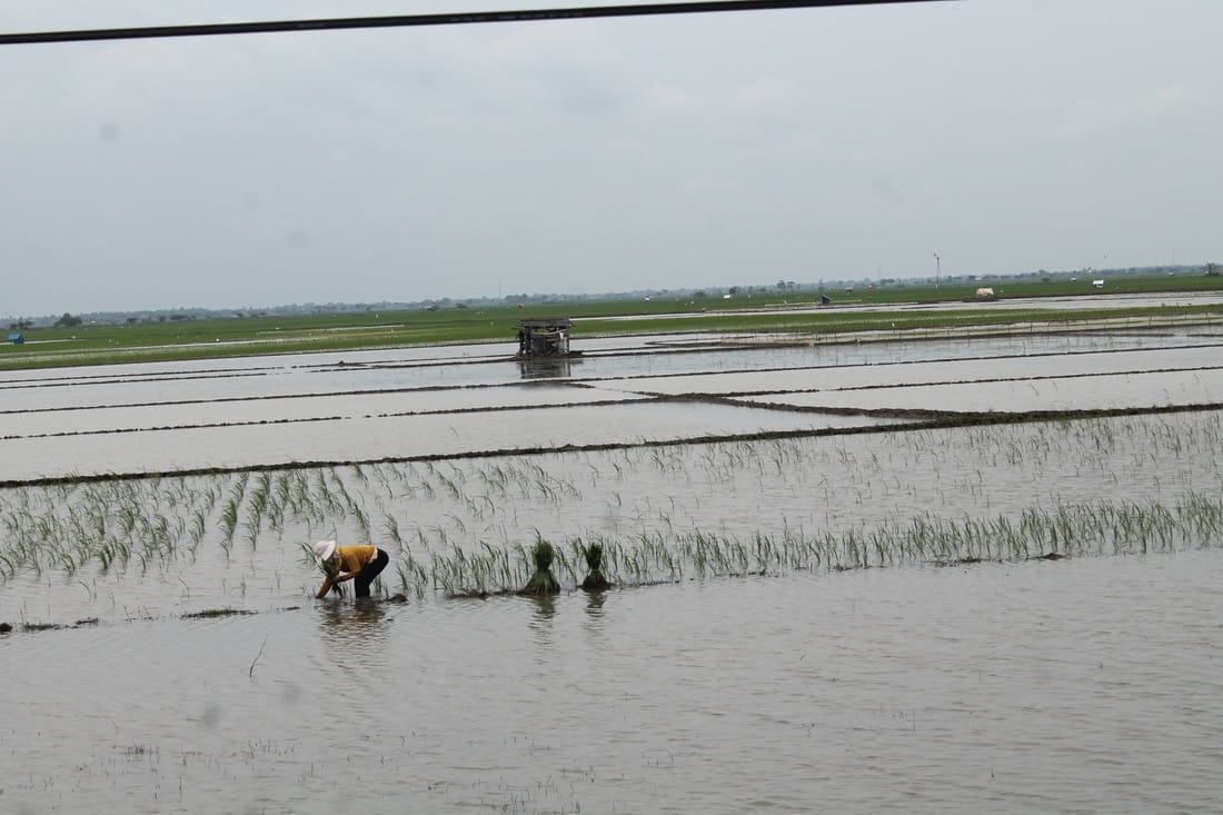 Ratusan Hektare Tanaman Padi Mati Terendam Banjir, Tanam Ulang, Petani Minta Tambahan Pupuk Subsidi