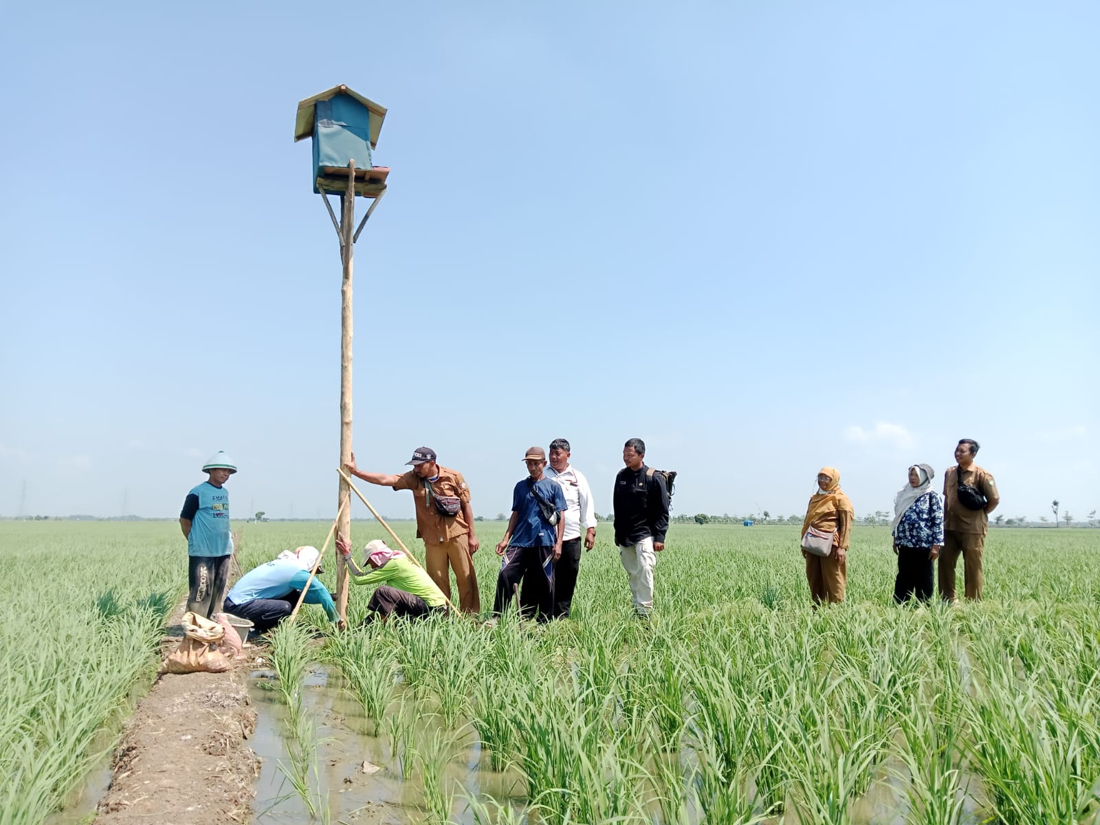Atasi Serangan Hama Tikus, Poktan Siluke Swadaya Pasang Rubuha