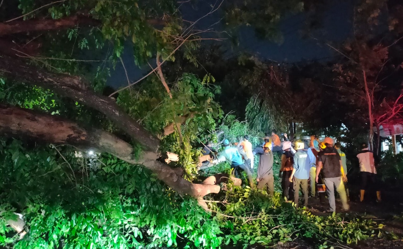 Angin Kencang Terjang Cirebon Bikin 12 Pohon Tumbang, Penjelasan BMKG Kertajati, Ada Faktor Gunung Ciremai